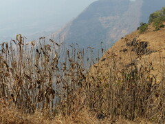 Strobilanthes callosa