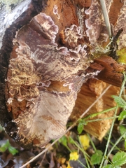 Chondrostereum purpureum