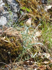 Leuzea conifera