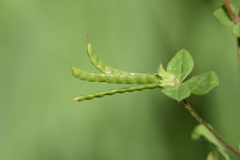 Lotus ornithopodioides