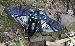 Oxynetra semihyalina