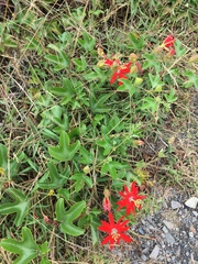 Passiflora manicata