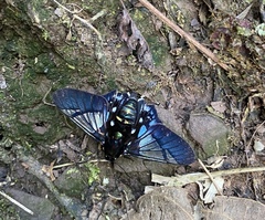 Oxynetra semihyalina