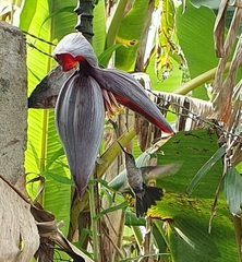Eupetomena cirrochloris