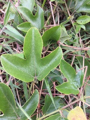 Passiflora manicata