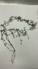 Galium