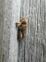 Mitrastethus baridioides