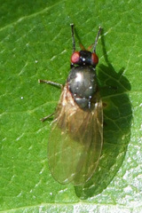 Calliopum