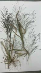 Poaceae