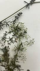 Galium
