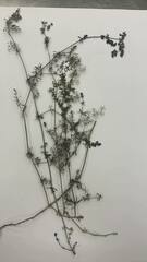 Galium