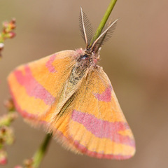 Lythria cruentaria