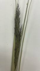 Poaceae
