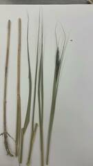 Poaceae