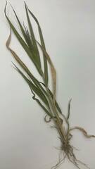 Poaceae