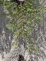 Euphorbia mesembryanthemifolia
