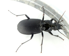 Pterostichus
