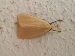 Phaegopterina