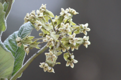 Asclepias notha