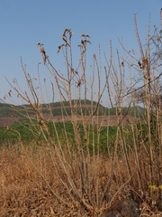 Strobilanthes callosa