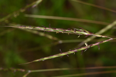 Andropogon distachyos