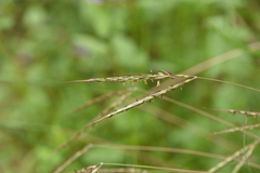 Andropogon distachyos