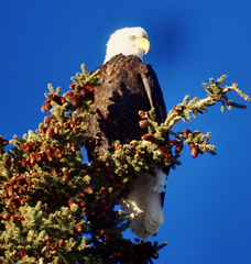 Haliaeetus leucocephalus