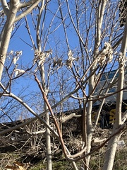 Ailanthus altissima