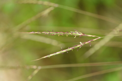 Andropogon distachyos