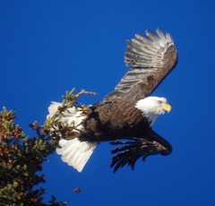 Haliaeetus leucocephalus