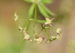 Galium intricatum
