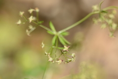 Galium intricatum