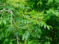 Loxopterygium grisebachii