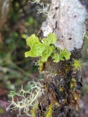 Lobaria pulmonaria