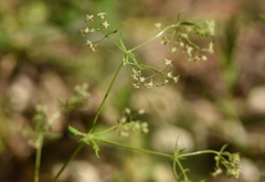 Galium intricatum