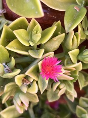 Mesembryanthemum cordifolium