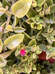 Mesembryanthemum cordifolium