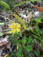 Oxalis colorea