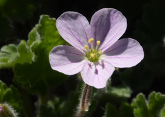 Erodium corsicum