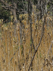 Strobilanthes callosa