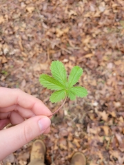 Potentilla simplex