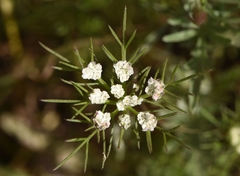 Daucus involucratus