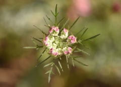 Daucus involucratus