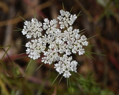 Daucus involucratus