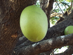 Crescentia alata