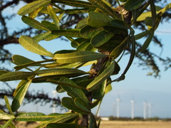 Crescentia alata