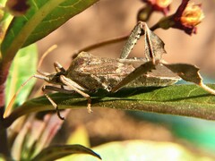 Leptoglossus brevirostris