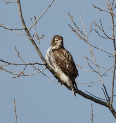 Buteo jamaicensis