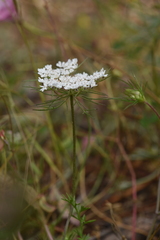 Daucus involucratus