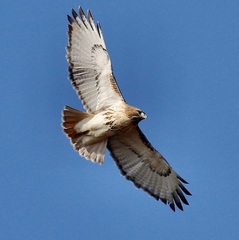 Buteo jamaicensis